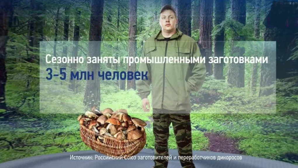 В лес - за едой! | Программы | ОТР - Общественное Телевидение России