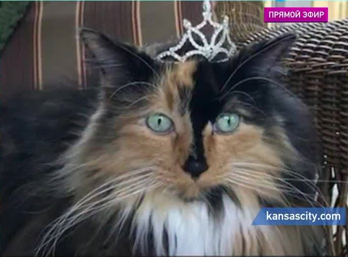 Хоровод из вещей, выгул гуся во время наводнения и кошка – мэр города | Программы | ОТР - Общественное Телевидение России