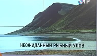 Причины массовой гибели рыбы на Камчатке не установлены | Новости | ОТР