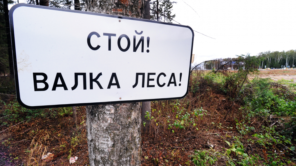 В Приморском крае общественники выявили массовые нарушения при вырубке и продаже леса | Новости | ОТР