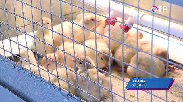 В Курской области появилась необычная для этих мест перепелиная ферма | Новости | ОТР