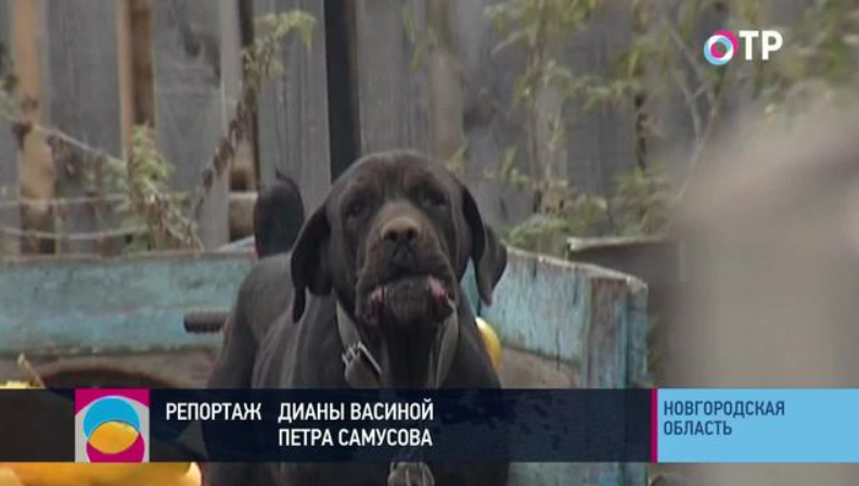 Усы, лапы и хвост - больше не документы. Новгородские депутаты готовят региональный законопроект о регистрации животных | Новости | ОТР