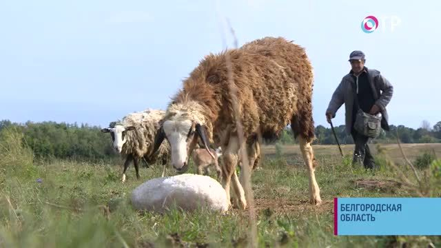 От чумы не зарекайся! Белгородская область оценивает последствия африканской чумы свиней | Новости | ОТР