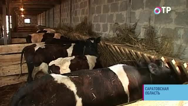 На фермерский дебют денег не дают. В Саратовской области не хватает средств для помощи всем начинающим аграриям | Новости | ОТР - Общественное Телевидение России