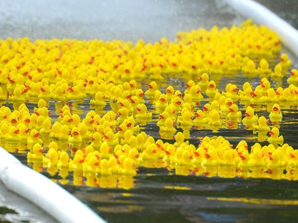 27 мая в Воронцовском парке пройдет благотворительный утиный заплыв | Новости | ОТР