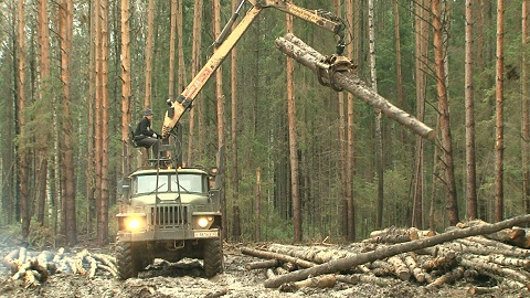 Кадр из фильма «Леса России. Точка невозврата»