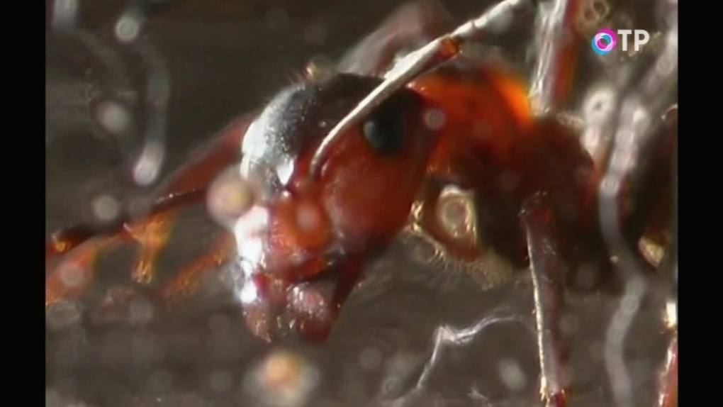 Кадр из фильма «История одного муравейника»