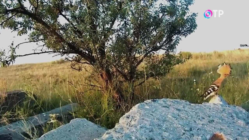 Легенды Крыма. Опукский заповедник. Царство птиц | Программы | ОТР