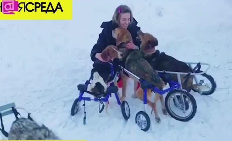 Акция по сдаче макулатуры в Ульяновской области. Королева Псиномать помогает старым собакам | Программы | ОТР - Общественное Телевидение России