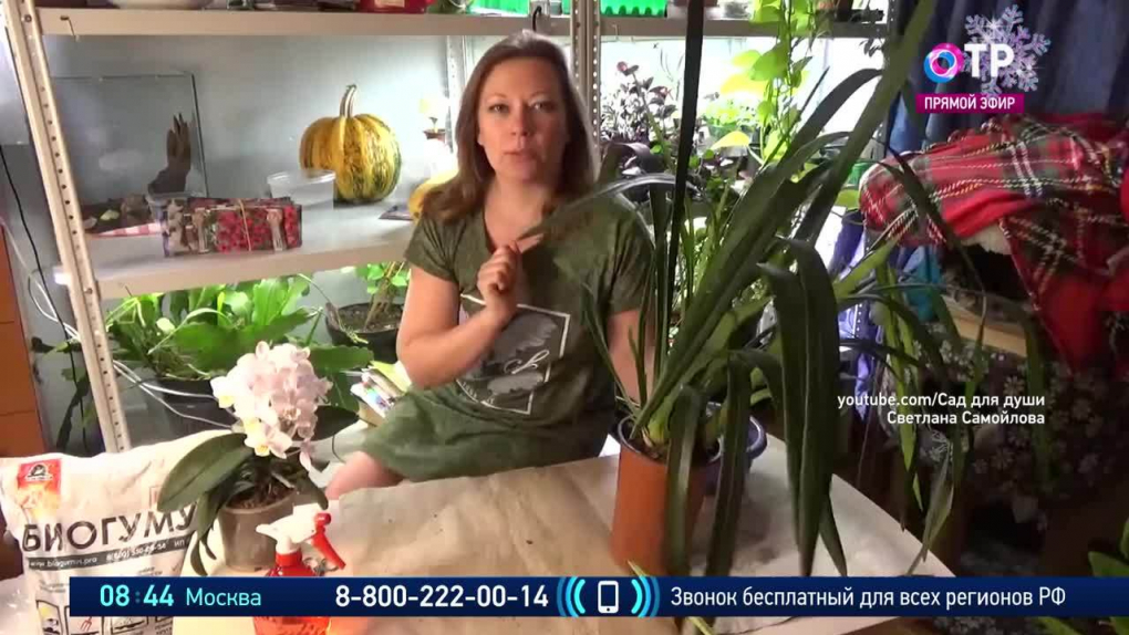 Реанимация орхидеи | Программа: ОТРажение-1 | ОТР - Общественное  Телевидение России